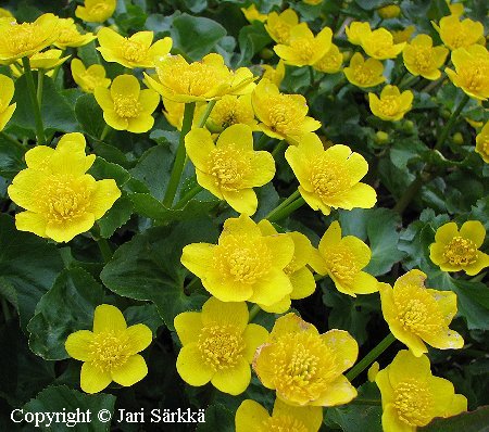 Caltha palustris